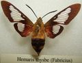 Hemaris thysbe