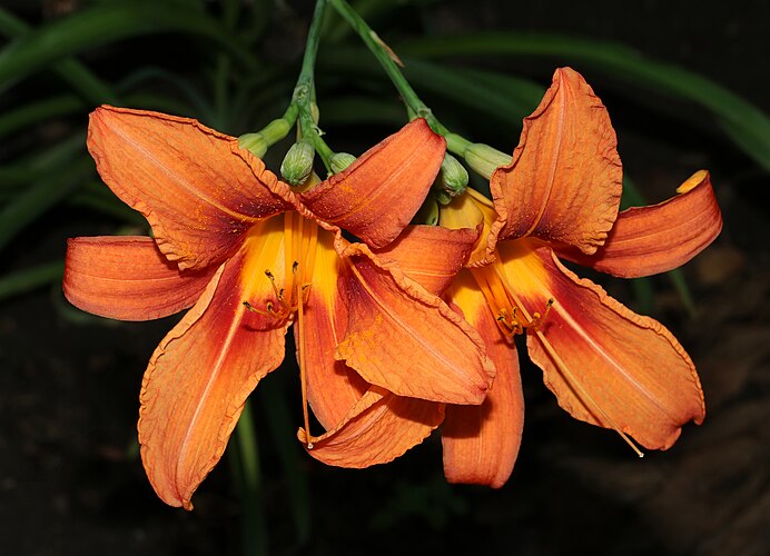 Лилейник буро-жёлтый (Hemerocallis fulva)