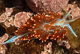 Hermissenda crassicornis