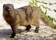 Brown mongoose