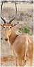 Hirola (Damaliscus hunteri) are often referred to as the "four-eyed antelope", due to their large preorbital glands.