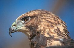 Swainson's hawk