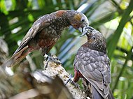 Nordökaka (Nestor meridionalis septentrionalis) på Auckland Zoo, Nya Zeeland.