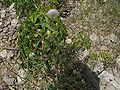 Wild flora on the western shore