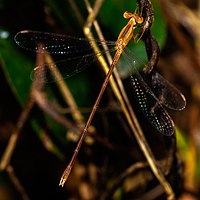 Female, Thailand