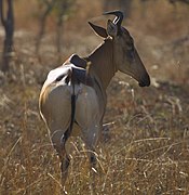 Alcelaphus/Sigmoceros lichtensteinii (Bubale de Lichtenstein)