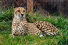 Gepard