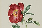 Paeonia officinalis