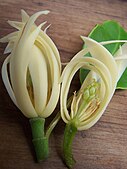 A dissected view of a flower presenting the stamens and carpels of which appear characteristic of the genus