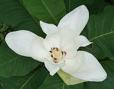 Magnolia macrophylla ssp. macrophylla open flower