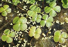 Marsilea quadrifolia