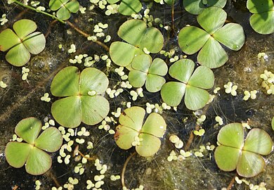 Marsilea quadrifolia расковниче (Бугарска)