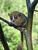 A tiny mouse lemur sits perched on a small branch.