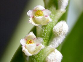 Mycaranthes stricta