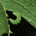Aruncus sawfly larva