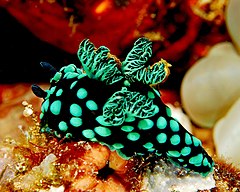 Description de l'image Nembrotha cristata.jpg.