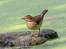 A northern waterthrush standing on a rock in shallow water
