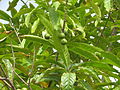 fruits and leaves