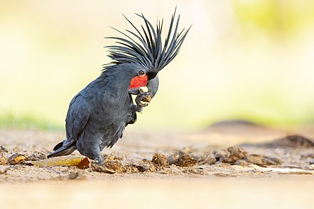 Palm cockatoo, by JJ Harrison