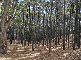 Bosque Encantado.