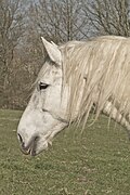 Profil de tête d'un Percheron gris.