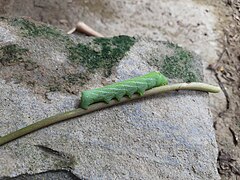 Pergesa acteus caterpillar from one side