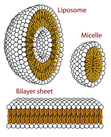 Structures of phospholipids in aqueous solution by LadyofHats