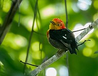 Crimson-hooded manakin