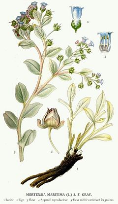 Description de l'image Planche mertensia.jpg.