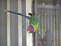 Parakeet clinging to cage bars.