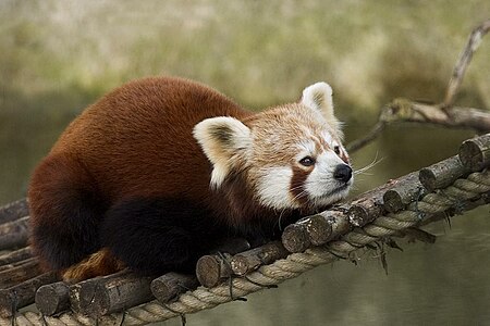 Red panda, by Baerni
