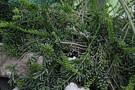 Rhipsalis mesembryanthemoides