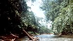 A river lined by tropical vegetation. Parts of trees are lying in the water.