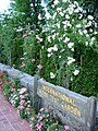 Roses abound throughout the garden