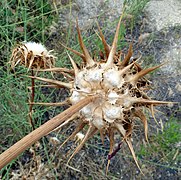 Capítulo seco evidenciando brácteas externas con bases dilatadas lateralmente espinosas.