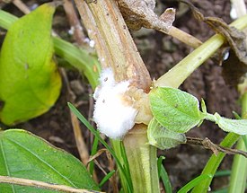 Sclerotinia sclerotiorum