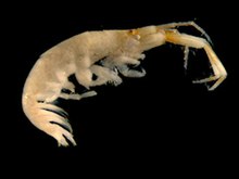 a large, off-white shrimp-like creature