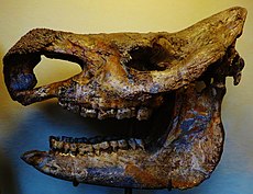 Skull of Stephanorhinus etruscus