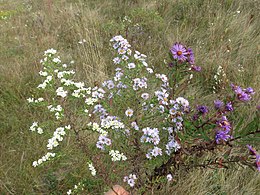 Photo of a hand holding three cuttings of asters, each approximately 45 centimeters (18 inches) tall. The flowers on the cuttings can be described as follows. On the far left is white heath aster (Symphyotrichum ericoides) which has about 80 white flower heads with light yellow centers. This plant has the smallest flower heads of the three. On the far right is New England aster (Symphyotrichum novae-angliae), which has about 20 deep purple flower heads with deep yellow centers. This plant has the largest flower heads of the three. In the center is the hybrid amethyst aster (Symphyotrichum × amethystinum), which has about 85 lavender flowers heads with medium yellow centers. This plant has flower heads that are size and color intermediate between its two parents.