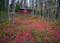 Raststugan vid Inner-Abborrtjärnen i höstfärger.