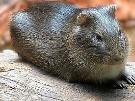 Бразильская свинка (Cavia aperea)