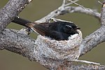 Willie Wagtail