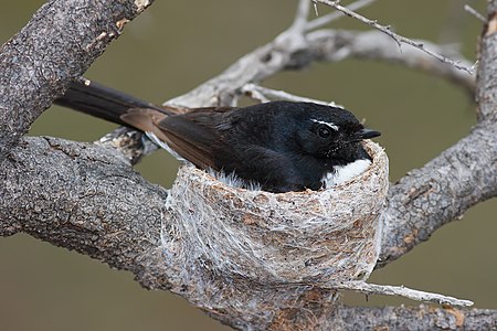 Nesting willie wagtail, by Fir0002