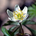 Wood anemone