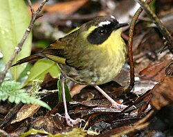 Keltakurkkumaluri (Sericornis citreogularis)