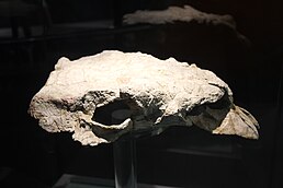 Череп Zhongyuansaurus luoyangensis