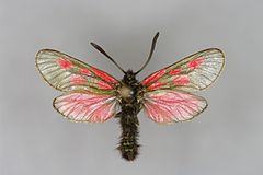 Mounted specimen