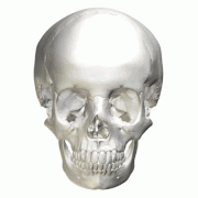 Cross section (temporal bones removed). Animation.