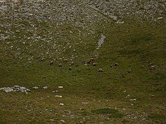 Capre sălbatice pe Platoul Muzelor