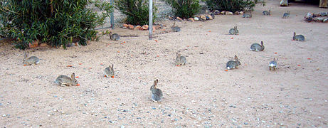 Cottontails are very sociable animals within their peer group